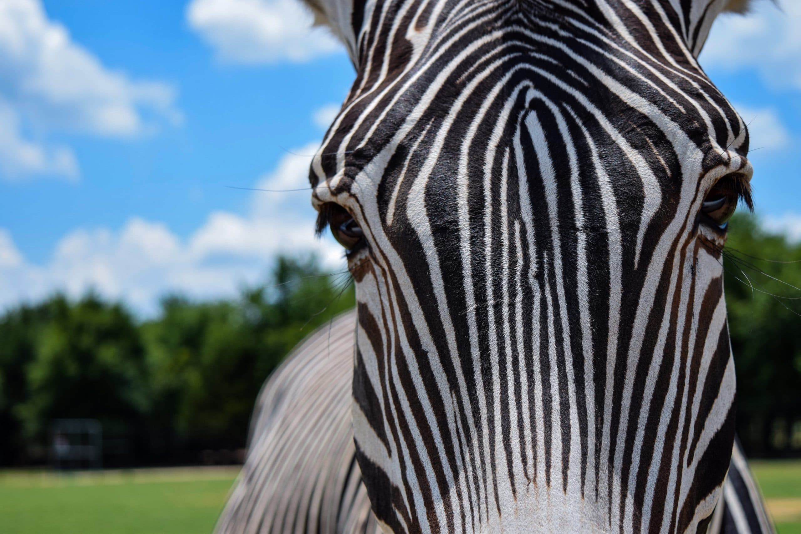 Contact us Adventist Volunteer Service